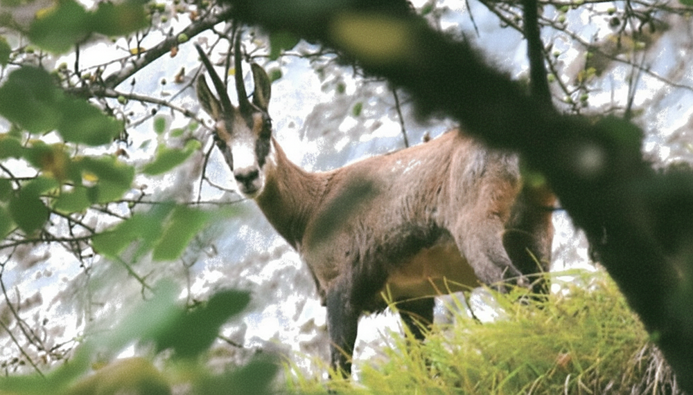 Faune Jurassienne - Chamois
