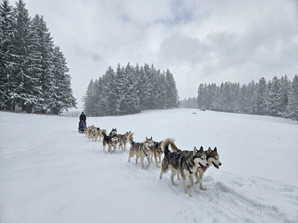 L'hiver dans le Jura Activité chien de traineau