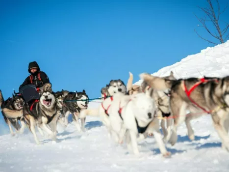 Chiens de traineaux à Prénovel