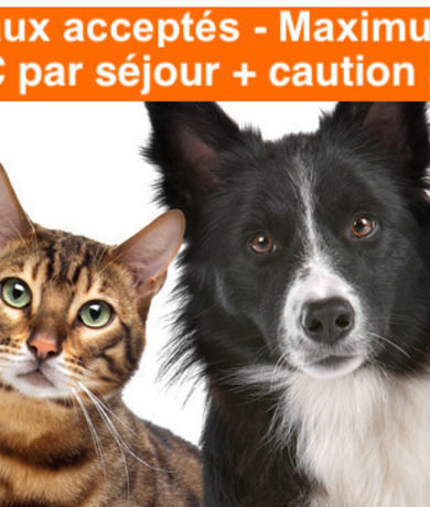 Option animal domestique